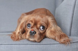 5 Ways to Show Your Dog Love This Valentine’s Day