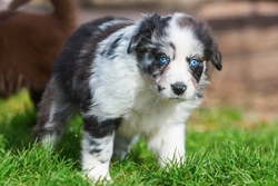 When Do Puppies' Eyes Change Color? Find Out Now