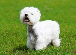 Craniomandibular Osteopathy in Dogs: Causes, Symptoms & Care