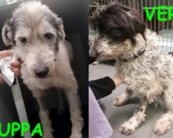 Adozioni cani: la storia di Zuppa e Verza, incroci Lagotto-Spinone