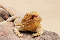 Bearded Dragon Health: Common Diseases & Care Tips