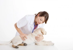 Complete Guide to Hot Spots on Dogs: Causes, Signs & Treatment
