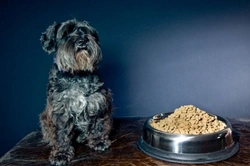 Why Isn’t My Dog Eating? 8 Common Causes Explained