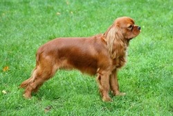 All about syringomyelia in dogs: signs, tests, treatment