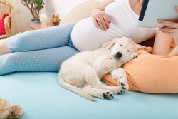 Preparing Your Dog for the Arrival of a New Baby - Essential Guide