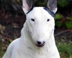 I colori del mantello del Bull Terrier