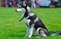 UK’s Most Popular Working Dog Breeds: Definitive List 2025