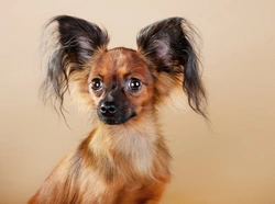 Discover the Unique Russian Toy Terrier: Small but Spirited