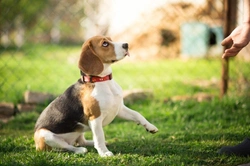 Hardest Dog Cues to Teach: Why They Challenge Your Dog