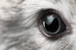 Cataracts in Rabbits: Causes, Symptoms & Care Guide