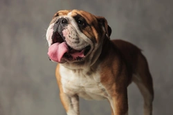 Cleaning Your English Bulldog’s Tail Pocket: A Simple Guide