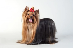 Yorkshire Terrier, i colori del setoso mantello di questo cane