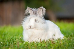 Complete Guide to Grooming and Caring for Angora Rabbit Coat