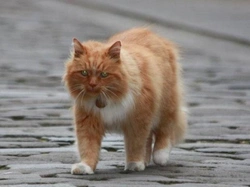 Cinco gatos famosos: historias tras su singular fama