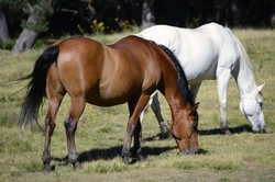 Retired Racehorses: Success in New Equestrian Disciplines