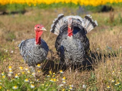 How to Keep Turkeys Healthy: Essential Care Tips