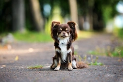 5 Hidden UK Dog Ownership Costs & Budget Tips for 2025