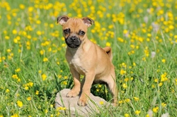 The Jug Dog: UK’s Popular Jack Russell and Pug Mix