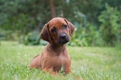 10 Things You Need to Know About the Rhodesian Ridgeback