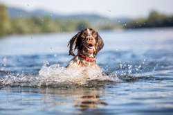 What to Check Before Your Dog Swims Outdoors Safely