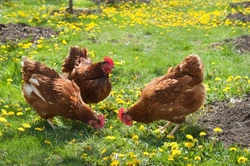 Complete Guide to Keeping Chickens on a Budget