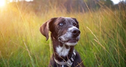 Complete Guide to Vitamins in a Dog's Diet