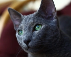 Blu di Russia: carattere e prezzo dei gattini