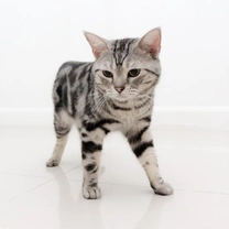 Lovely Silver Tabby American Shorthair Cat Guide