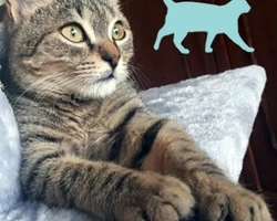 Come l'alimentazione influisce sull'immunità nei gatti - parte 3