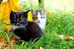 What to Do If You Find a Stray Kitten: 6 Essential Steps