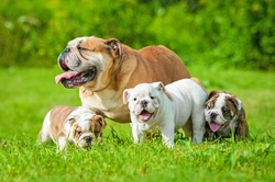 8 Top Facts You Need to Know About the English Bulldog