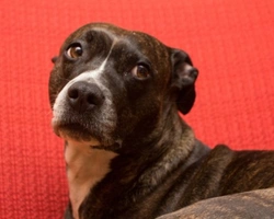 Pitbull: che differenza c'è con l'American Staffordshire Terrier?