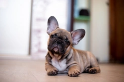 6 Things to Get Right Before You Get a Dog