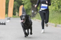 Jogging With Your Dog: Do's and Don'ts for Fun-Runs