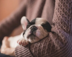 Capire l'età di un cucciolo quando lo si adotta