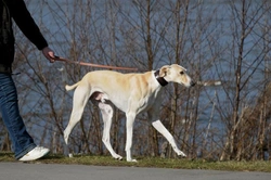 The Chart Polski: Guide to the Polish Greyhound Breed