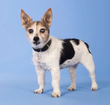 Jack Russells and Cataracts: Causes, Symptoms & Care