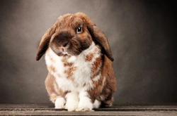 Rabbit Care Calendar: Month-by-Month Guide for Your Rabbit