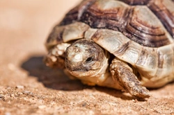 Complete Guide to Caring for Your Tortoise