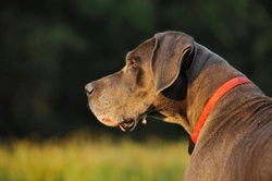 What are Viral Papillomas in Dogs? Causes & Care