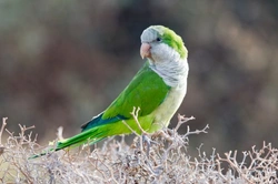 Quaker Parrot Care & Breeding Guide