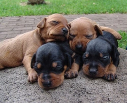 Can dogs have a litter from two different sires? Explained