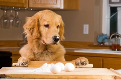 Two Tasty Treat Recipes for Sensitive Dogs
