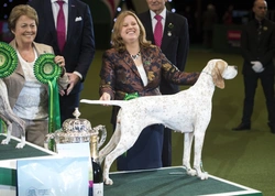 Pointer Dog Breed Guide: Reserve Best in Show at Crufts 2018