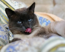 Gatto Thai: costo, carattere e mantello del Siamese delle origini