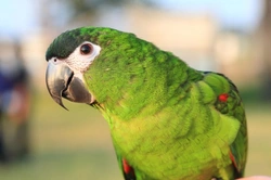 Hahn’s Macaw Care Guide: Red-Shouldered Macaw Basics