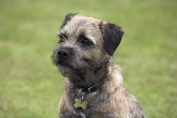 Border Terrier Breed: 10 Essential Facts You Must Know