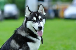 Siberian Husky Personality: Key Traits & Care Tips