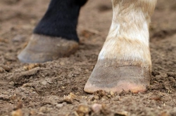Understanding Laminitis: Essential Guide for Horse Owners