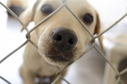 Why Dog Rehoming Shelters May Reject Your Application